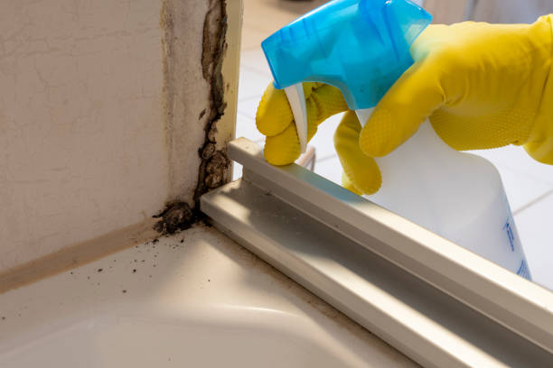 Best Fast Mold Removal  in Scottdale, PA