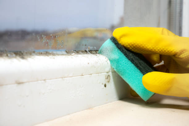 Best Mold Inspection  in Scottdale, PA