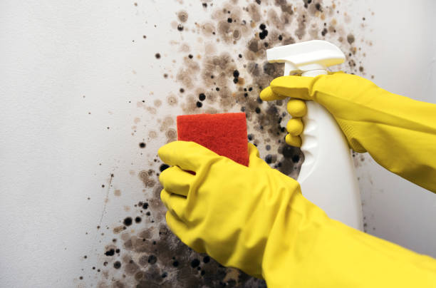 Best Toxic Mold Removal  in Scottdale, PA