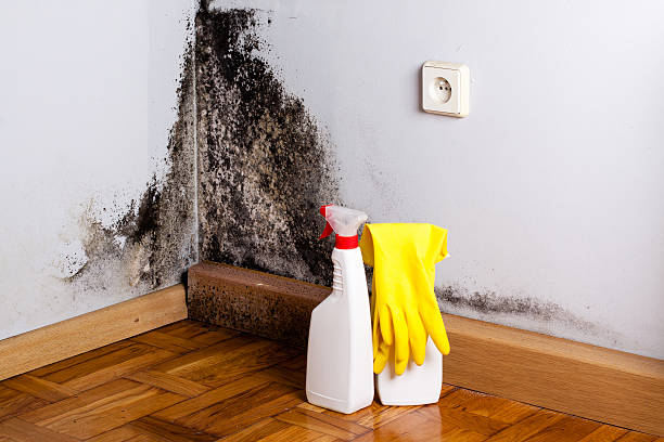 Best Mold Damage Repair  in Scottdale, PA