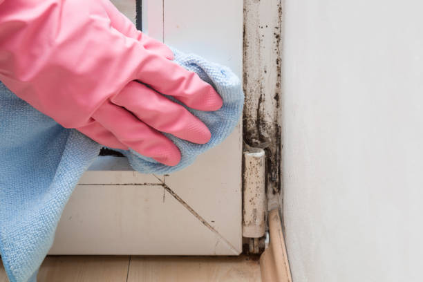 Best Residential Mold Removal  in Scottdale, PA
